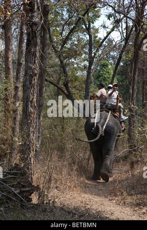 Sonnenlicht auf Safari Touristen reiten Indischer Elefant, Bilder aufnehmen, auf Forstweg in Kanha National Park, Rückansicht, Madhya Pradesh, Indien Stockfoto