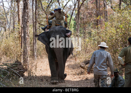 Mahout Guide auf der Rückseite der Indische Elefant mit Touristen auf Safari Elefanten reiten im Wald Kanha National Park Madhya Pradesh, Indien Stockfoto