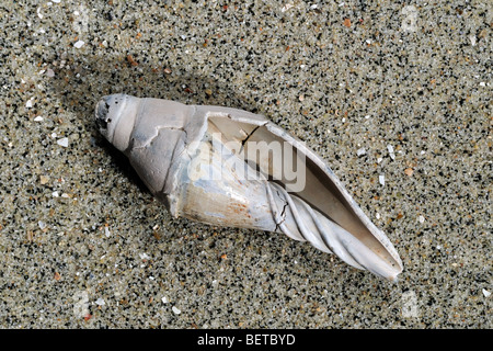 Scaphella Lamberti am Strand, eine fossile Gastropode von Pliozän Einlagen, Niederlande Stockfoto