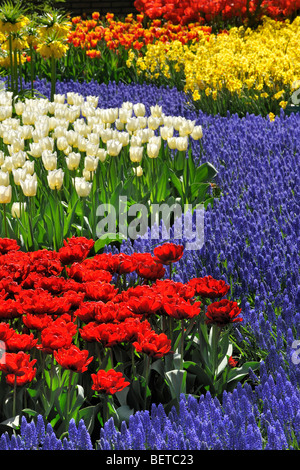 Blumenbeet mit bunten Tulpen, Hyazinthen und Narzissen in Blume Garten der Keukenhof im Frühling, Lisse, Holland, Niederlande Stockfoto