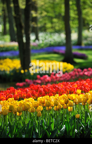 Bunte Tulpen (Tulipa SP.) in Blume Garten der Keukenhof in Lisse, Holland, Niederlande Stockfoto