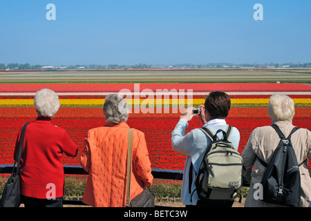 Touristen fotografieren von Reihen von bunten kultivierte Tulpen (Tulipa SP.) in der Nähe von Keukenhof, Lisse, Holland, Niederlande Stockfoto