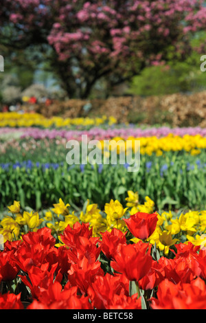 Bunte Tulpen und japanische Blütenkirsche (Prunus Serrulata) in Blume Garten der Keukenhof im Frühling, Lisse, Holland, Niederlande Stockfoto