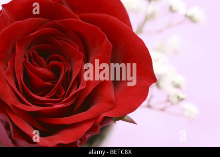 Rote Rose mit Gypsophila im Hintergrund Stockfoto