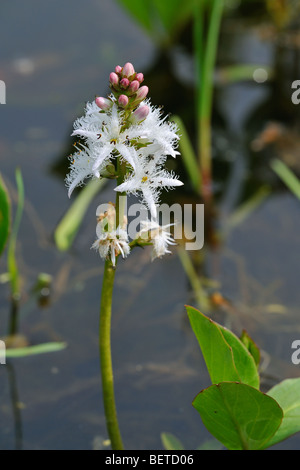 Bitterklee / Fieberklee (Menyanthes Trifoliata) im Teich blühen Stockfoto