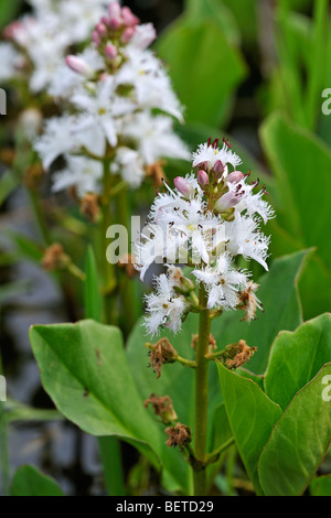 Bitterklee / Fieberklee (Menyanthes Trifoliata) im Teich blühen Stockfoto