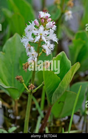 Bitterklee / Fieberklee (Menyanthes Trifoliata) im Teich blühen Stockfoto