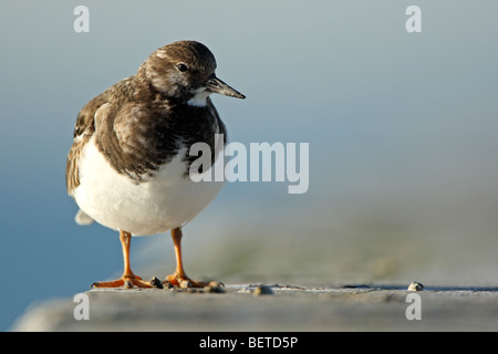 Ruddy Steinwälzer (Arenaria Interpres) entlang der Nordseeküste Stockfoto