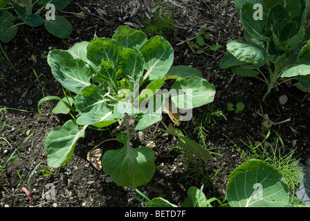 Junge Brussel Sprout Pflanze Stockfoto