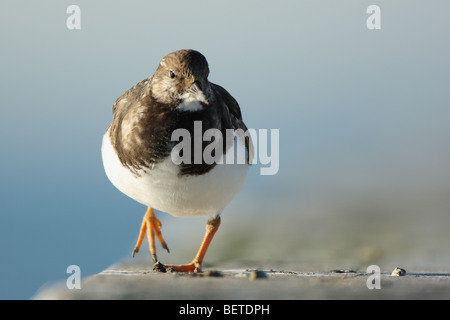 Ruddy Steinwälzer (Arenaria Interpres) am Strand entlang der Nordseeküste Stockfoto