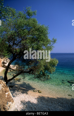 Griechenland, Ionische Inseln, Ithaka, Kioni, Olivenbaum am Strand Stockfoto