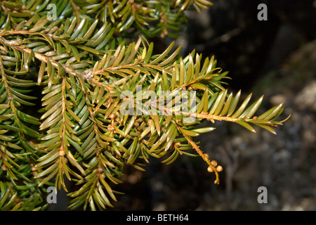 Europäische Eibe (Taxus Baccata) Stockfoto