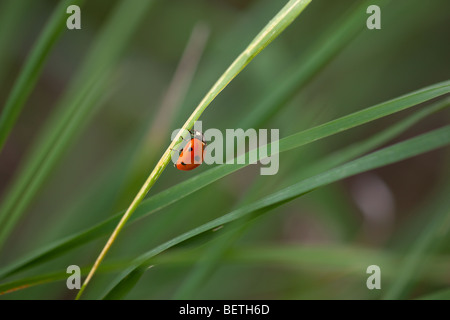 Seven-spot Ladybird Coccinella - punctata in Gras Wiese Frühling Stockfoto