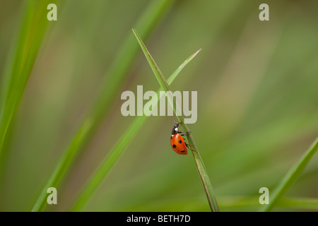 Seven-spot Ladybird Coccinella - punctata in Gras Wiese Frühling Stockfoto