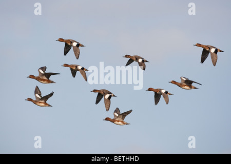 Pfeifente Anas penelope Herde füttern im Winter bei RSPB Reservat Titchwell Norfolk Stockfoto