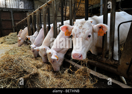 Kälber (Bos Taurus) Essen Heu im Stall der Farm der Viehzüchter / Molkerei Bauer Stockfoto