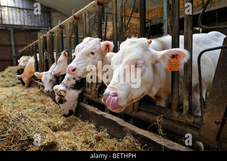 Kälber (Bos Taurus) Essen Heu im Stall der Farm der Viehzüchter / Molkerei Bauer Stockfoto