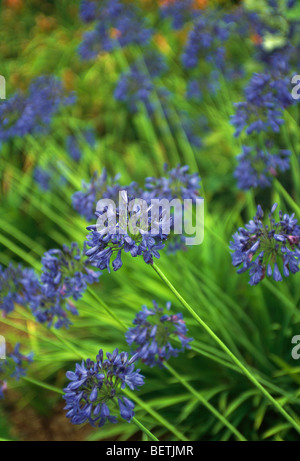 Nahaufnahme des blauen Agapanthus. Stockfoto