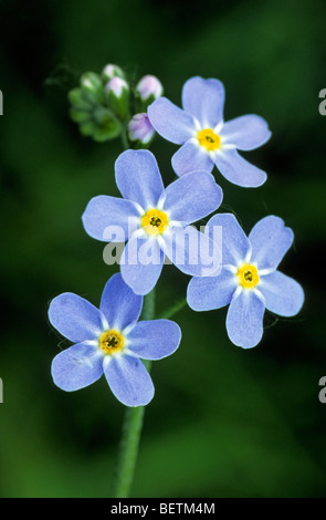 Wasser-Vergissmeinnicht (Myosotis Palustris / Scorpioides), Europa Stockfoto