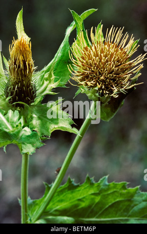 Kohl Distel (Cirsium Oleraceum), Europa Stockfoto