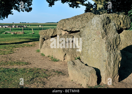 Megalith Grand Dolmen de Wéris gemacht Konglomerat Gestein, Ardennen, Luxemburg, Belgien Stockfoto