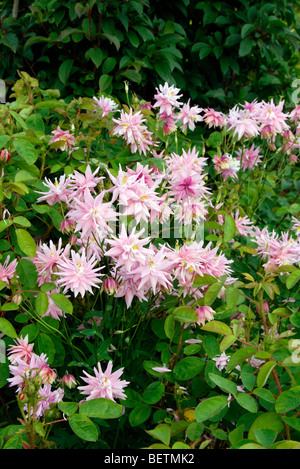 Aquilegia Vulgaris Stellata 'Rose Barlow' Stockfoto