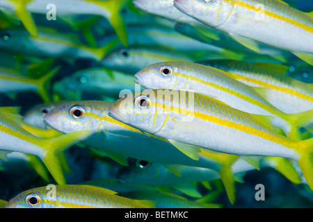 Schule der gelb Goatfish Stockfoto