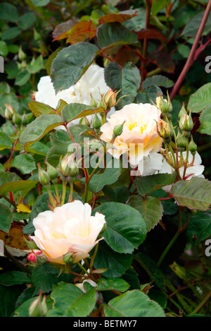 Rosa "Penelope" Hybrid Musk Rose Stockfoto