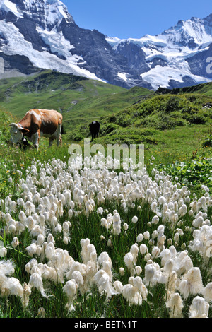 Gemeinsamen Wollgras (Wollgras Angustifolium) in Almwiese mit Kuh in den Schweizer Alpen, Schweiz Stockfoto