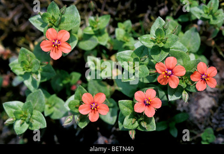 Scarlet Pimpernel (Anagallis Arvensis), Europa Stockfoto