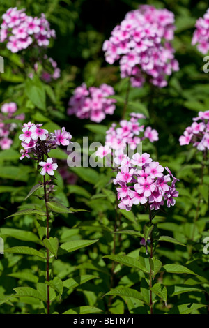 Phlox Paniculata 'Miss Pepper' Stockfoto