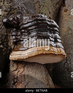 Pilze, Zündstoff Fomentarius, wachsen auf einem Toten Buche HUF. Sevenoaks, Kent, England, UK. Stockfoto