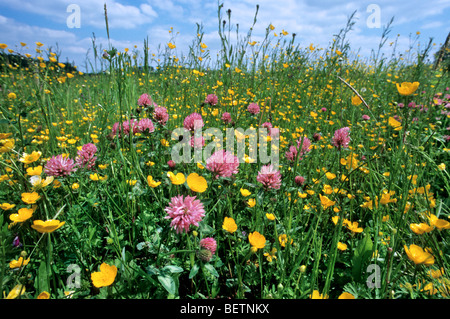 Rotklee (Trifolium Pratense) und Wiese Hahnenfuß (Ranunculus Acris) im Feld, Belgien Stockfoto
