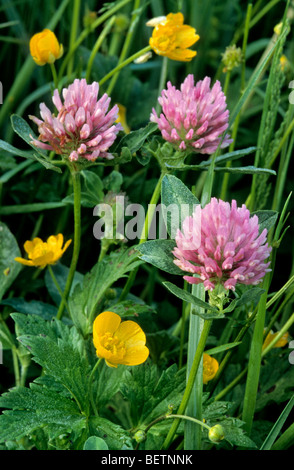 Rotklee (Trifolium Pratense) und kriechende Hahnenfuß (Ranunculus Repens) im Feld, Belgien Stockfoto