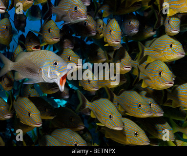 Fischschwärme versammeln sich am Riff Stockfoto