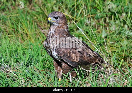 Mäusebussard (Buteo Buteo) sitzen auf dem Boden im Grünland, UK Stockfoto