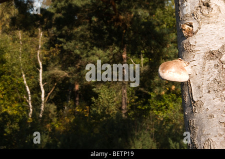 Eine Polypore Pilz auf Silber Birke Stockfoto