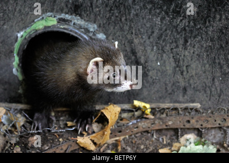 Western / Europäische Iltis (Mustela Putorius) verlassen Abflussrohr in der Wand, UK Stockfoto