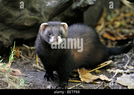 Western / Europäische Iltis (Mustela Putorius) Porträt, UK Stockfoto