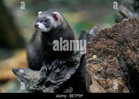 Western / Europäische Iltis (Mustela Putorius) Porträt auf Baumstumpf im Wald Stockfoto