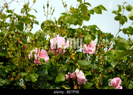 Rosa May "Queen" Stockfoto