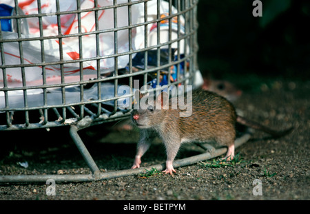 Braune Ratte (Rattus Norvegicus) ernähren sich von Müll aus verschließbaren / Litterbasket in der Nacht Stockfoto