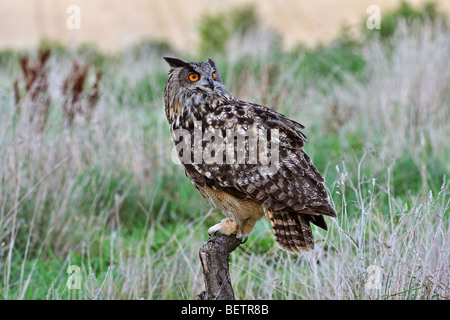 Eurasische Adler-Eule (Bubo Bubo) thront auf Zaun Pfahl auf Wiese und auf der Suche nach hinten, England, UK Stockfoto