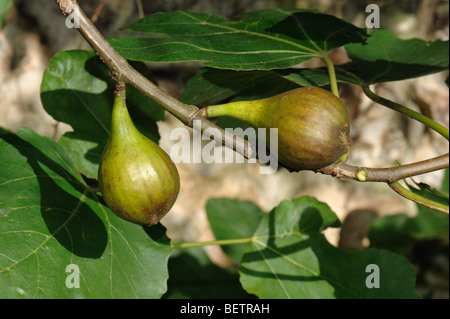 Reife Feigen Obstsorte braun Türkei auf einen englischen Garten Baum Stockfoto