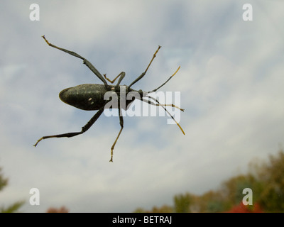 Schwarz Blister Beetle auf Windschutzscheibe. Stockfoto