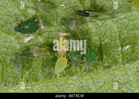 Baumwolle-Blattlaus (Aphis Gossypii) alate, Erwachsene Weibchen und Jungvögel auf einem Blackberry-Blatt Stockfoto
