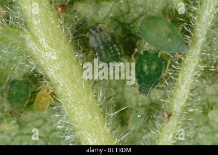 Baumwolle-Blattlaus (Aphis Gossypii) adulte Weibchen und Jungvögel auf einem Blackberry-Blatt Stockfoto