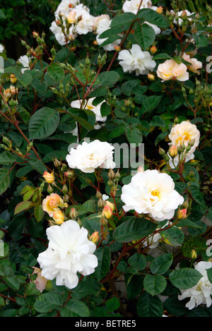 Rosa 'Penelope' AGM Hybrid Musk Rose Stockfoto