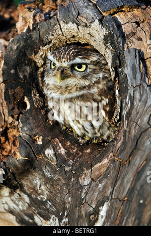 Nahaufnahme von nistenden Steinkauz (Athene Noctua) Kopf ragte aus Nest Loch im hohlen Baum-Hohlraum Peer Stockfoto