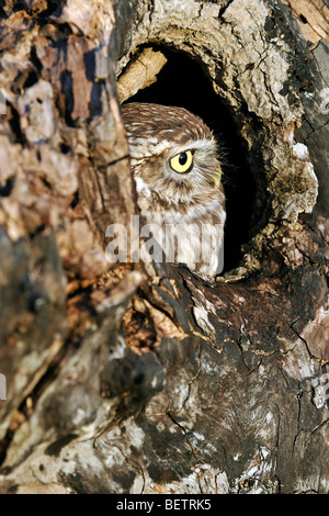 Nahaufnahme von nistenden Steinkauz (Athene Noctua) Kopf ragte aus Nest Loch im hohlen Baum-Hohlraum Peer Stockfoto